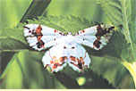 Eversmannia exornata